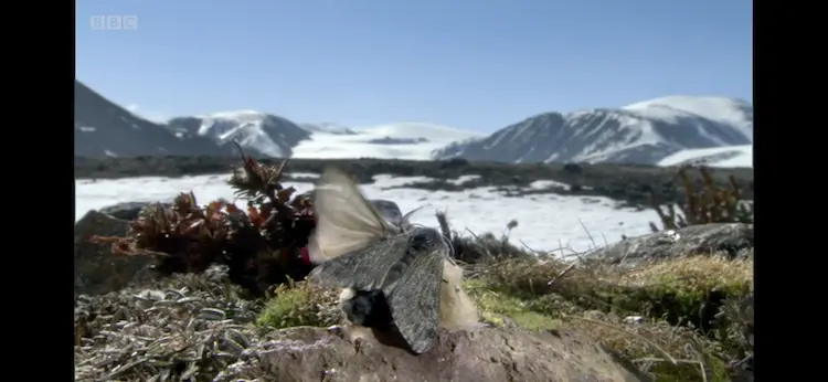 Arctic woolly bear moth (Gynaephora groenlandica) as shown in Frozen Planet - Spring